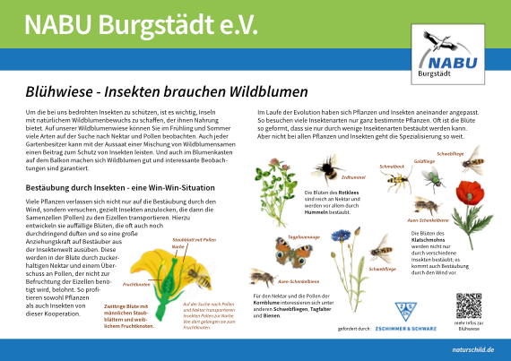 Insekten und Wildblumen