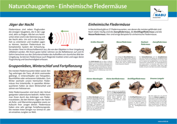 Heimische Fledermuse